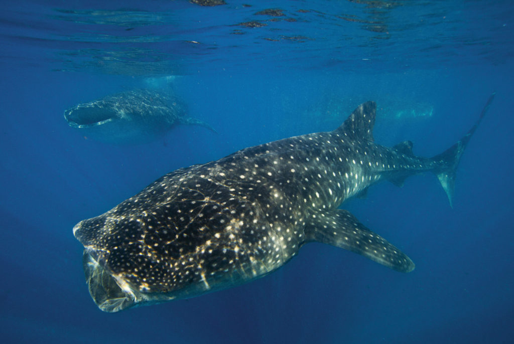 Oris Whale Shark Limited Edition